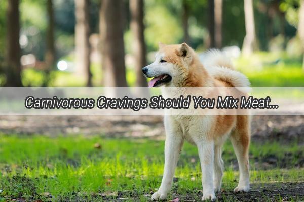 Carnivorous Cravings Should You Mix Meat into Your Dogs Kibble